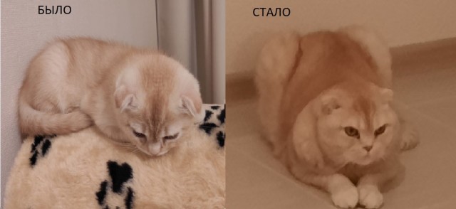 Было — Стало (котовторник)