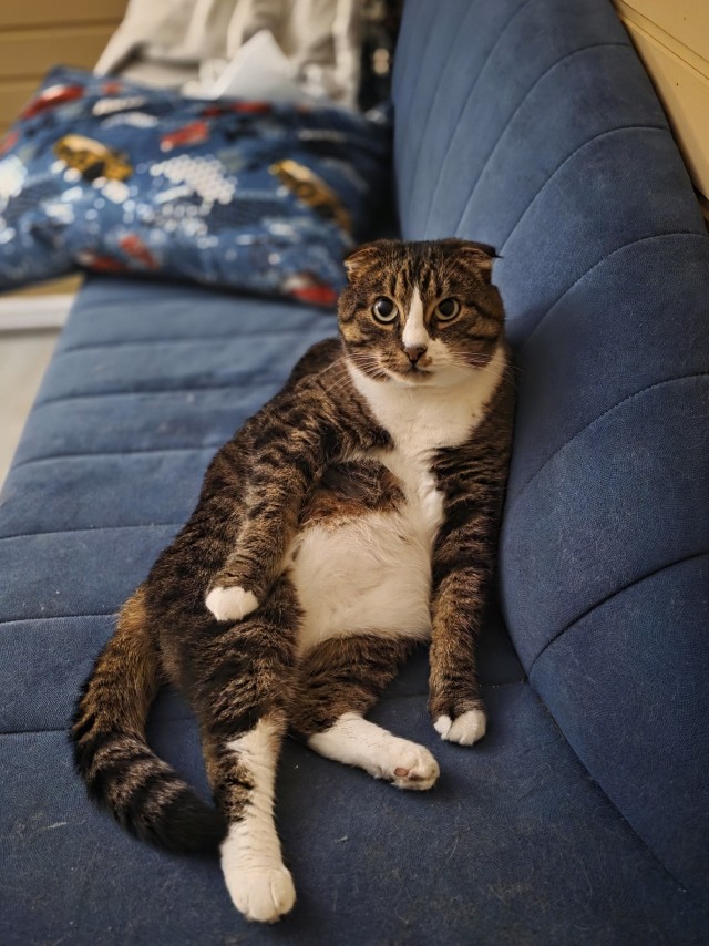 Котовторник 11.08.