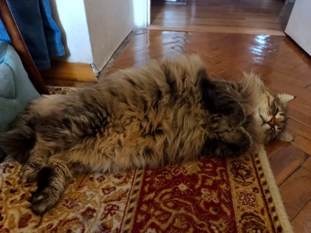 Фотки красивого кота.