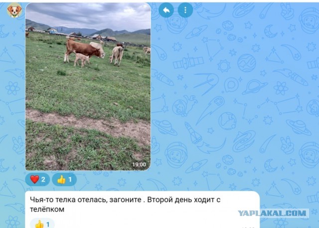 Медведи по улицам?