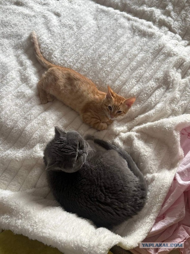 Дикого кота заимел