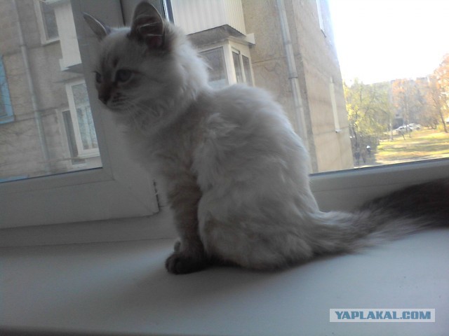Котовторник 8.10.2013