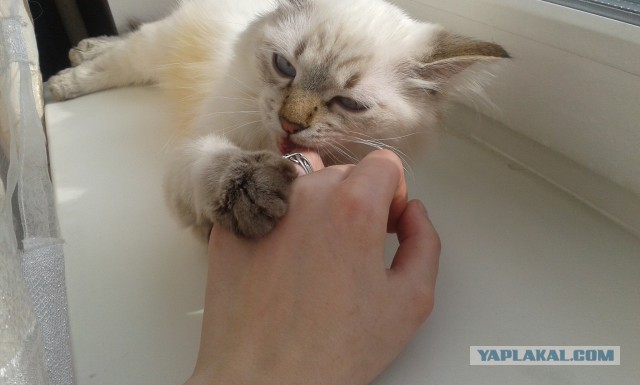 Котовторник 04.03.2014