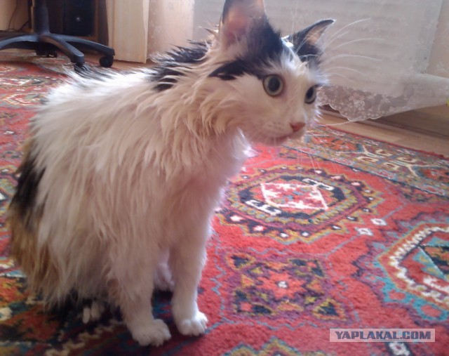 Котовторник 24.06.2014