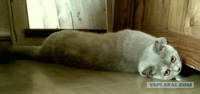 Котовторник 05.08.2014