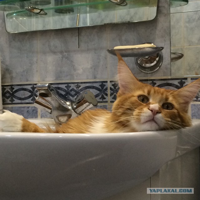 Котовторник 11.11.2014