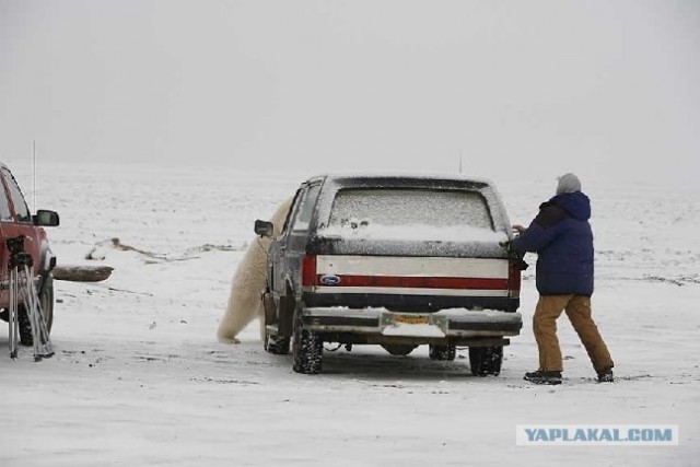 Требуется отгоняльщик