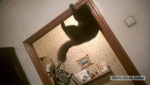 Котовторник 25.11.2014