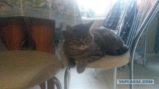 Котовторник 2.12.14