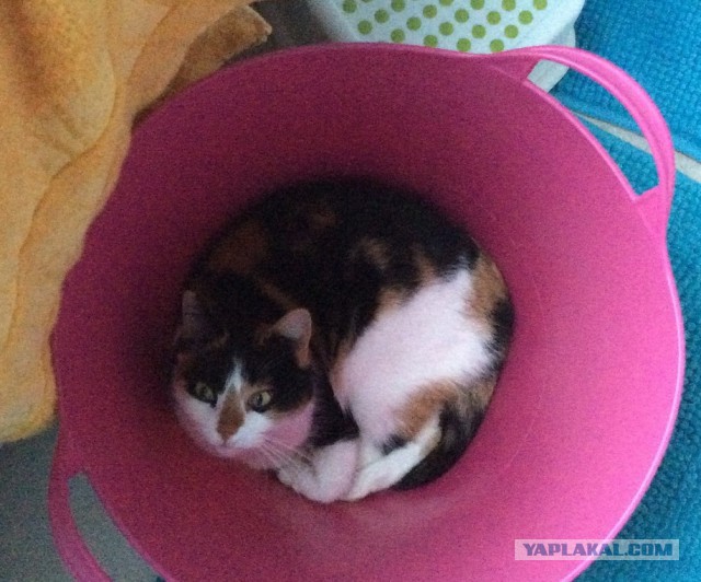 Котовторник