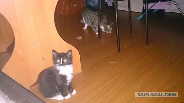 Покорми кота