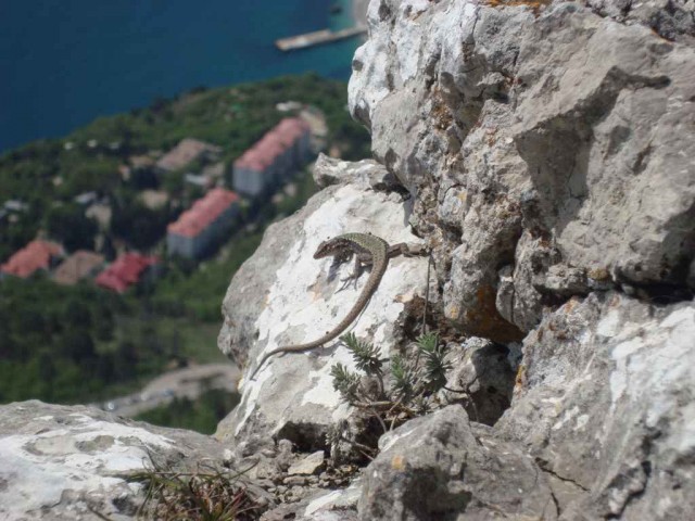 Небольшая дверь в Лето!