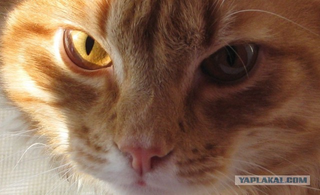Котовторник  27.10.2015