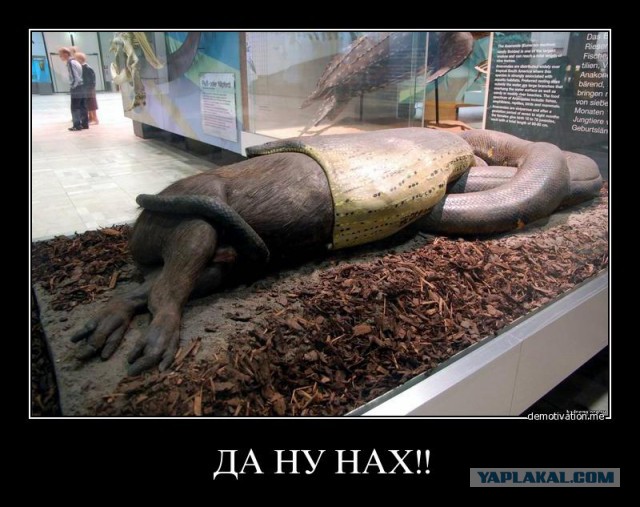 Что делать, если вас жрет анаконда?