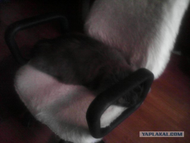 Котовторник