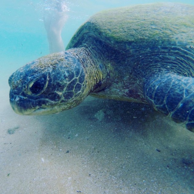 Самостоятельное путешествие в Шри-Ланку