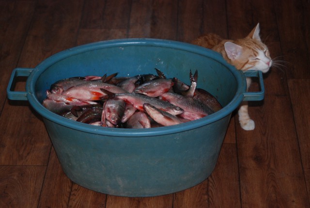 20 кг улов! Зимняя рыбалка. Плотва, Лещ.