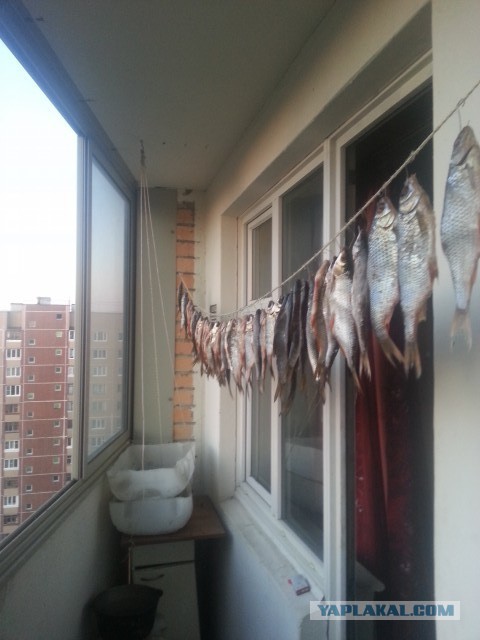 кто и как сушит рыбку на лоджии или балконе