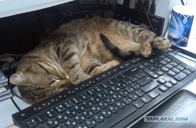 Прикольные животные