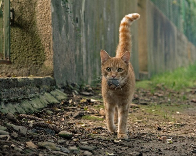 Котовторник на ЯПе (29.01)