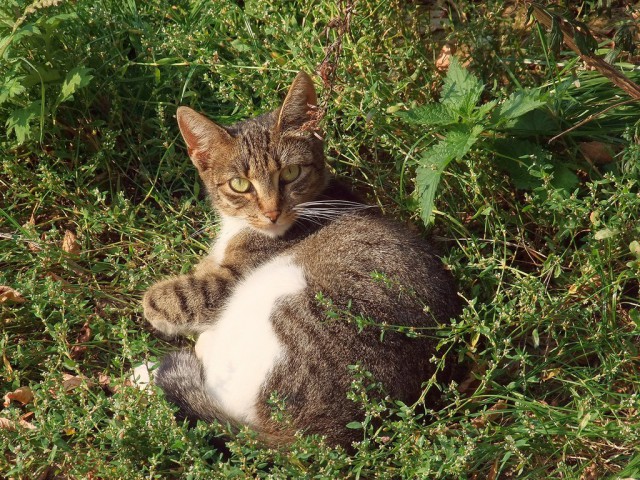 Котовторник 13.09.2016