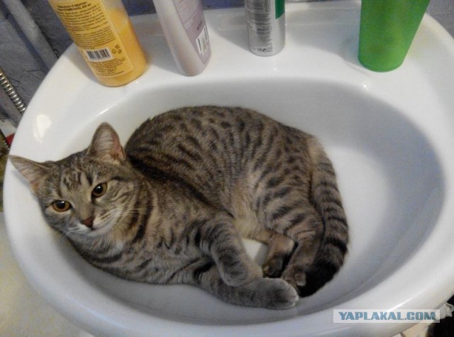 Найденыши (Кото понедельник)
