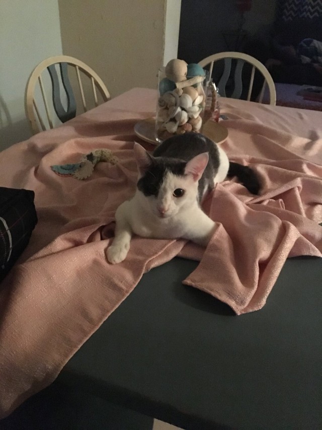 Коты из сети