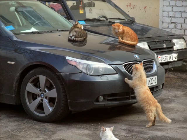 Коты и Кошки