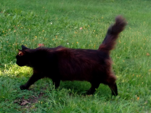 Котовторник 04/04/2017