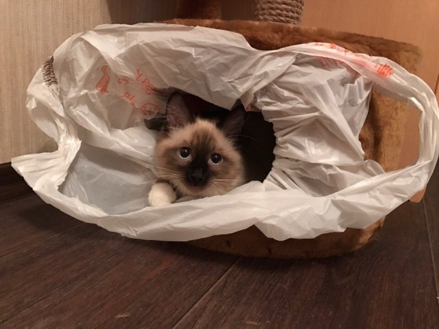 Коты и Кошки
