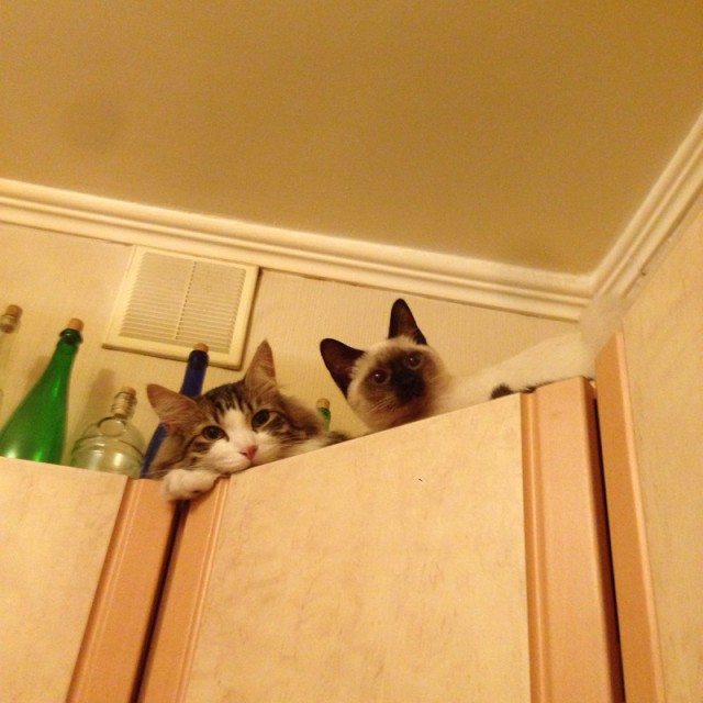 Котовторник 04.07.17