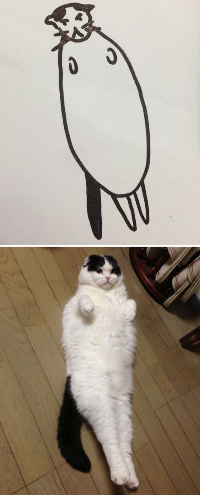Коты и Кошки