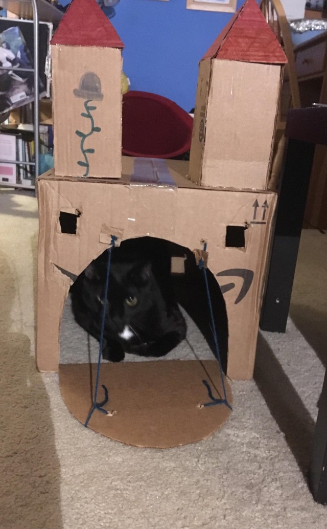 Коты и Кошки