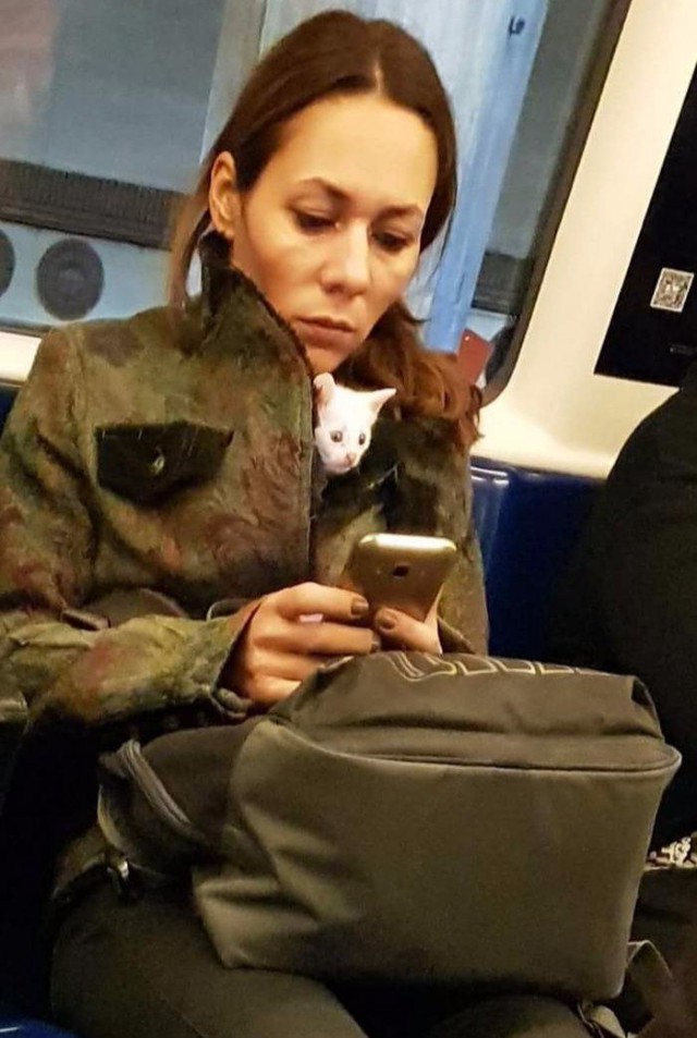 24 кота, которые подняли дерзость на новый уровень