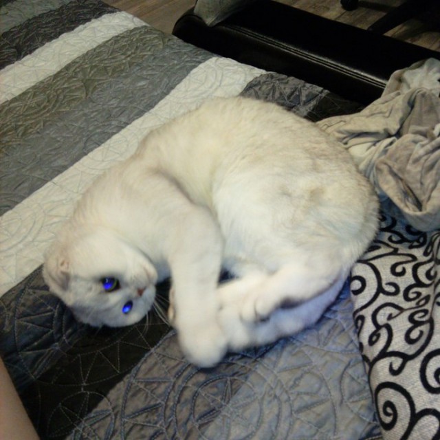 Прикольных котов пост