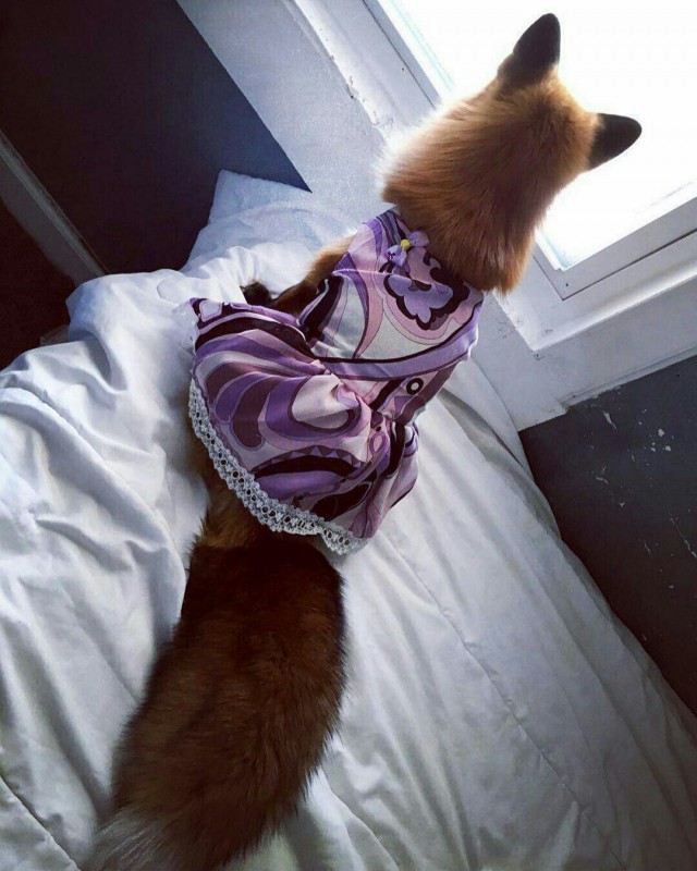 Живность из сети