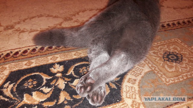 Котовторник 05.06.2018