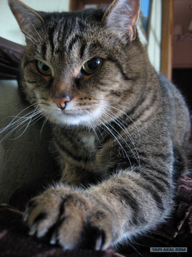 Ура, котовторник! (01.07.2008)