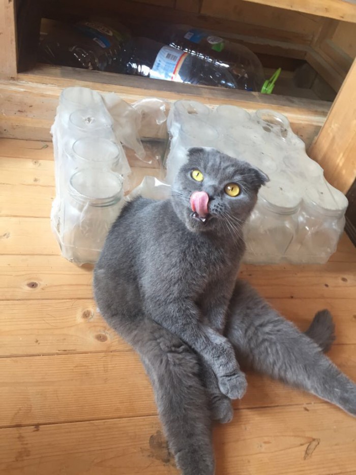 Котовторник  31.07.2018