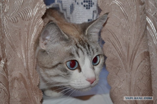 Котовторник - С праздником, котоводы!
