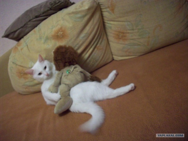 It's Catursday Fever! (Котовторник)
