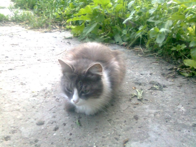 Котовторник  07.06.11