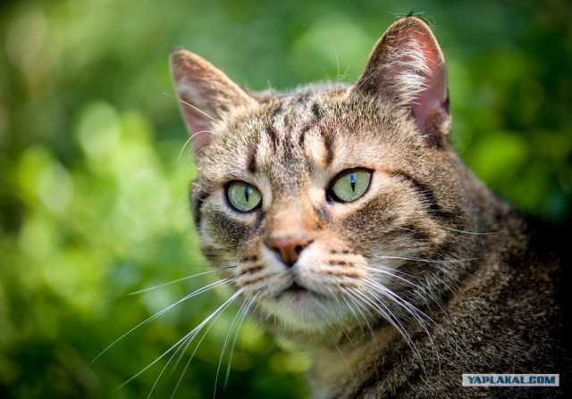 Котовторник объявляется открытым!