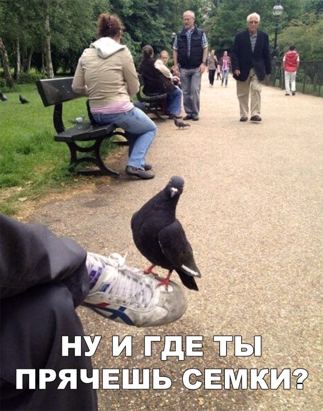 Милые животные. Мимиметр сломался
