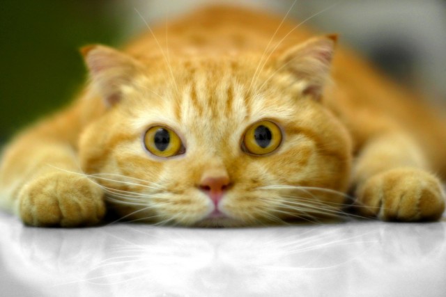 Котовторник! 08.11.11