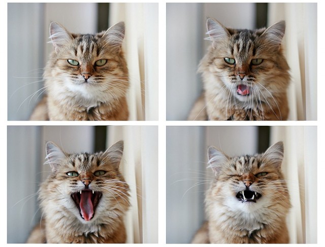 Котовторник (21.02.2012)