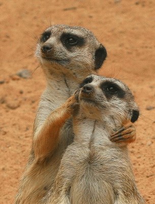 Суслик, сука, наглый!