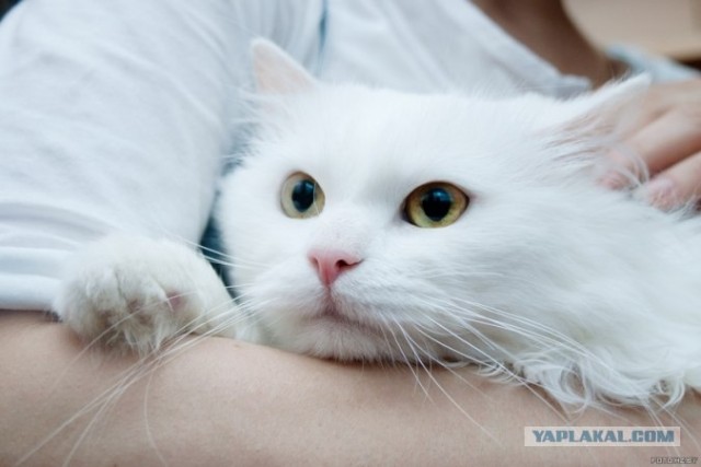 Котовторник  12. 06. 2012