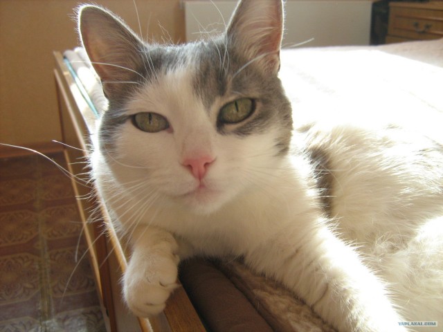 Котовторник 10. 07. 2012