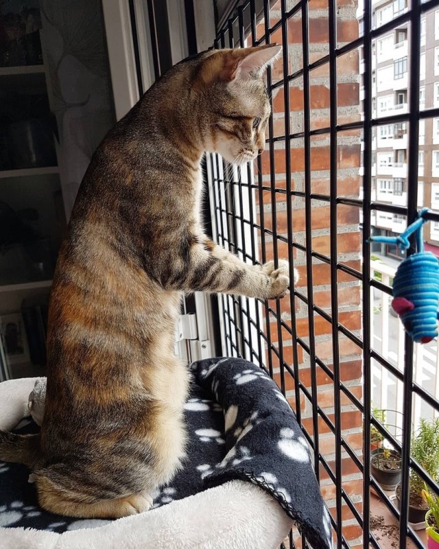 Картинки с котами и про котов